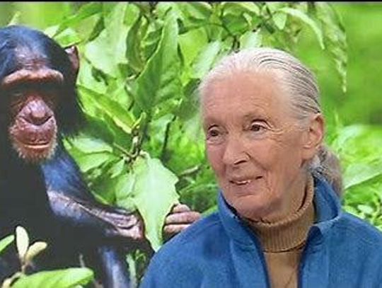 Beginning the study of chimps