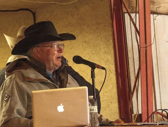 Gelbvieh cattle head to auction