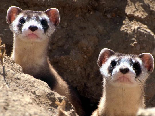 With resurgence of endangered black-footed ferret, a reason to cheer in Kansas