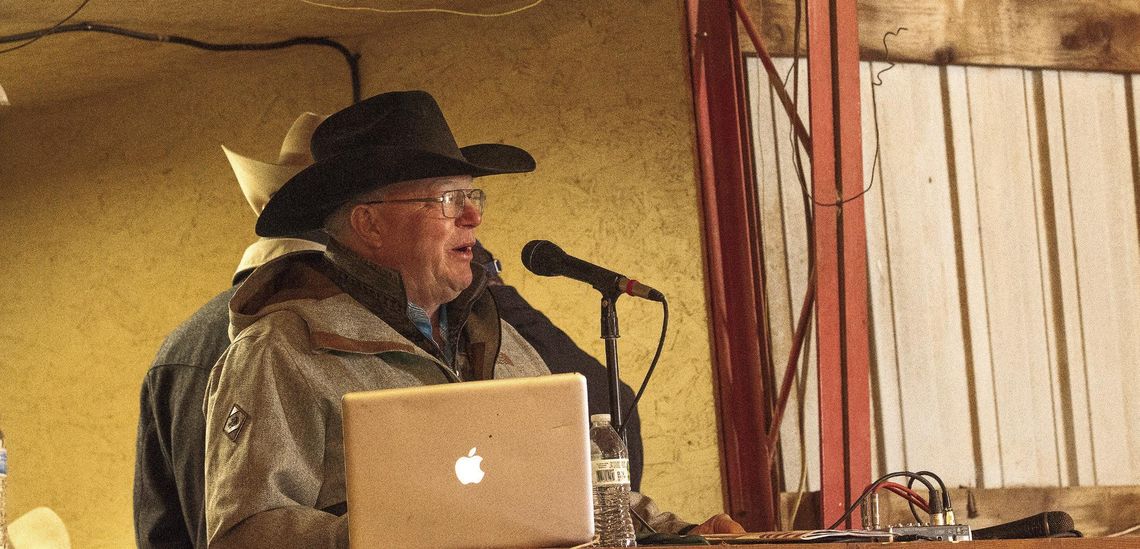 Gelbvieh cattle head to auction