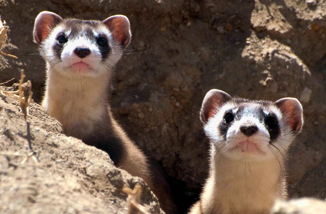 With resurgence of endangered black-footed ferret, a reason to cheer in Kansas With resurgence of endangered black-footed ferret, a reason to cheer in Kansas